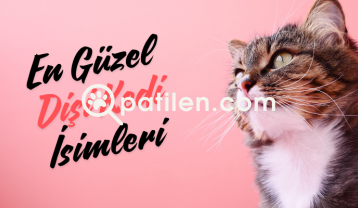 En Güzel Dişi Kedi İsimleri: Sevimli Dostunuza İlham Veren Fikirler