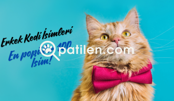 Erkek Kedi İsimleri | En popüler 100 İsim!