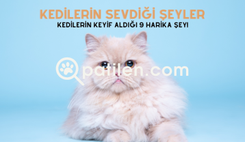 Kedilerin Sevdiği Şeyler | Kedilerin Keyif Aldığı 9 Harika Şey!