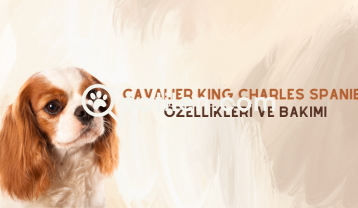 Cavalier King Charles Spaniel: Özellikleri ve Bakımı
