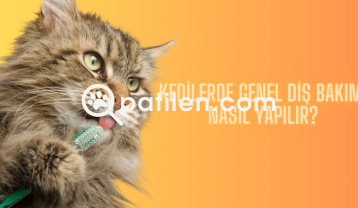 Kedilerde Genel Diş Bakımı Nasıl Yapılır?