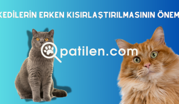 Kedilerin Erken Kısırlaştırılmasının Önemi