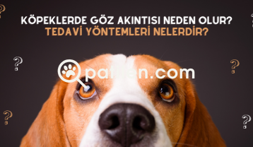 Köpeklerde Göz Akıntısı Neden Olur? Tedavi Yöntemleri Nelerdir?