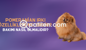 Pomeranian Irkı Özellikleri Nelerdir? ve Bakımı Nasıl Olmalıdır?