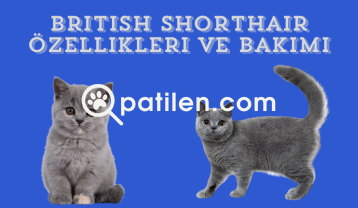 British Shorthair Özellikleri ve Bakımı