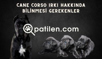 Cane Corso Irkı Hakkında Bilinmesi Gerekenler