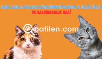 Kedilerde Çiftleşme Dönemindeki Kızgınlık Belirtileri ve Saldırganlık Hali!