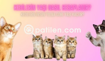 Kedilerin Yaşı Nasıl Hesaplanır? Kedilerin İnsan Yılına Göre Yaşı Kaçtır?