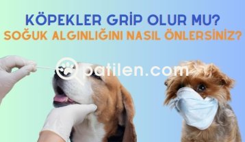 Köpekler Grip Olur mu? Soğuk Algınlığını Nasıl Önlersiniz?