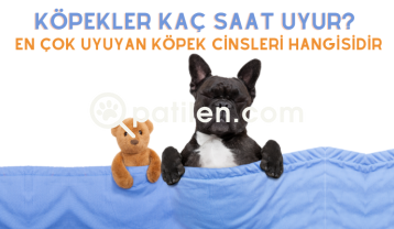 Köpekler Kaç Saat Uyur? En Çok Uyuyan Köpek Cinsleri Hangisidir?