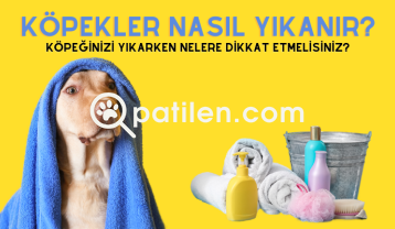 Köpekler Nasıl Yıkanır? Köpeğinizi Yıkarken Nelere Dikkat Etmelisiniz?