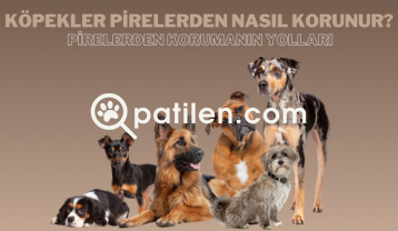 Köpekler Pirelerden Nasıl Korunur? | Pirelerden Korumanın Yolları