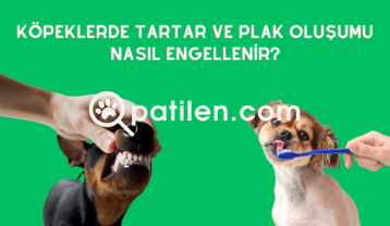 Köpeklerde Tartar ve Plak Oluşumu Nasıl Engellenir?