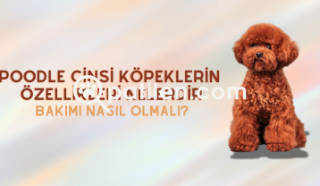 Poodle Cinsi Köpeklerin Özellikleri ve Bakımı Nasıl Olmalı?