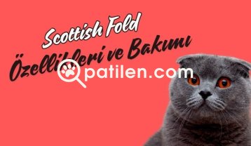 Scottish Fold Kedi Özellikleri ve Bakımı