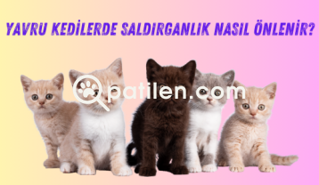 Yavru kedilerde saldırganlık nasıl önlenir?