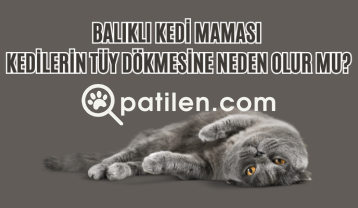 Balıklı Kedi Maması Kedilerin Tüy Dökmesine Neden Olur mu?