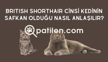 British Shorthair Cinsi Kedinin Safkan Olduğu Nasıl Anlaşılır?