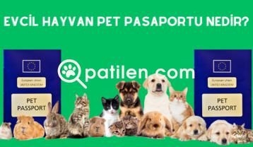 Evcil Hayvan Pet Pasaportu Nedir? Nasıl Alınır?