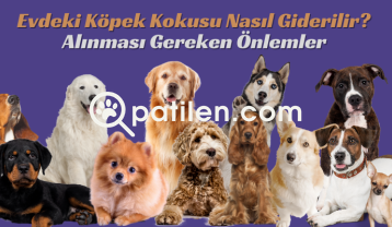 Evdeki Köpek Kokusu Nasıl Giderilir? Alınması Gereken Önlemler