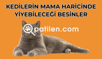 Kedilerin Mama Haricinde Yiyebileceği Besinler