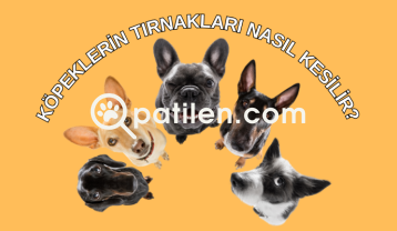 Köpeklerin Tırnakları Nasıl Kesilir? Köpeklerde Tırnak Bakımı