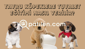 Yavru Köpeklere Tuvalet Eğitimi Nasıl Verilir?