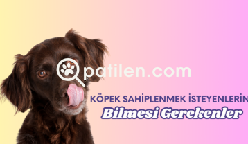 Köpek Sahiplenmek İsteyenlerin Bilmesi Gerekenler