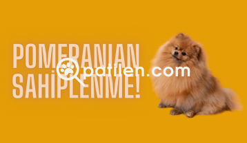 Pomeranian Boo Sahiplenme: Pomeranian Boo Fiyatları