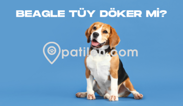 Beagle Tüy Döker Mi?
