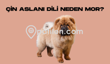 Çin Aslanı Dili Neden Mor?