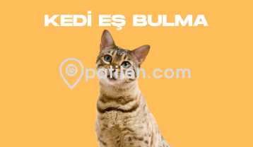 Kedi Eş Bulma