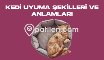 Kedi Uyuma Şekilleri Ve Anlamları