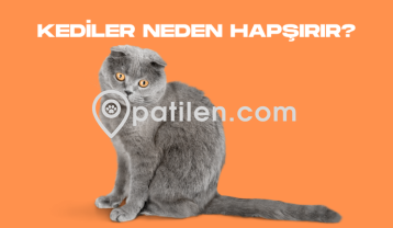 Kediler Neden Hapşırır?