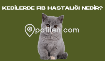 Kedilerde FIB Hastalığı Nedir?