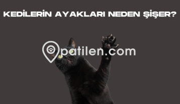Kedilerin Ayakları Neden Şişer?