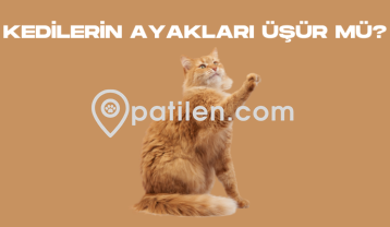 Kedilerin Ayakları Üşür Mü?