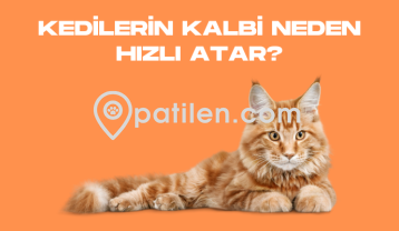 Kedilerin Kalbi Neden Hızlı Atar?