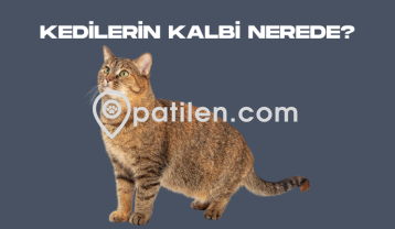 Kedilerin Kalbi Nerede?