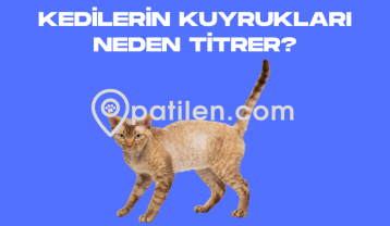 Kedilerin Kuyrukları Neden Titrer?
