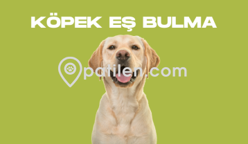 Köpek Eş Bulma