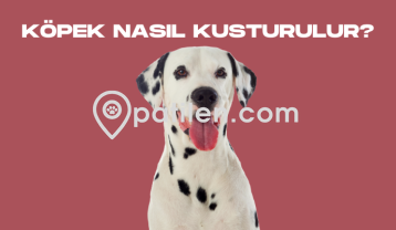 Köpek Nasıl Kusturulur?