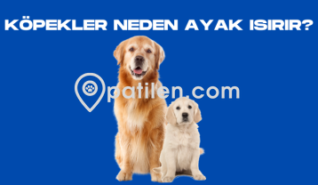 Köpekler Neden Ayak Isırır?