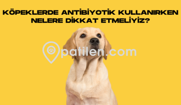 Köpeklerde Antibiyotik Kullanırken Nelere Dikkat Etmeliyiz?