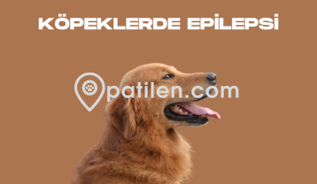 Köpeklerde Epilepsi