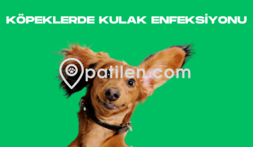 Köpeklerde Kulak Enfeksiyonu
