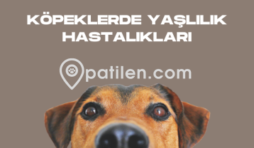 Köpeklerde Yaşlılık Hastalıkları
