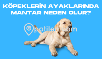 Köpeklerin Ayaklarında Mantar Neden Olur?