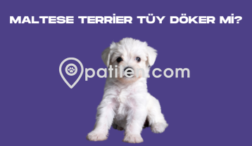 Maltese Terrier Tüy Döker Mi?