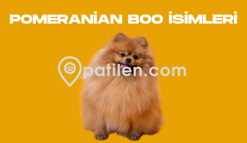 Pomeranian Boo İsimleri
